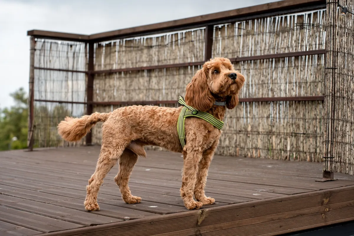 How to Travel by Ferry with a Dog: Rules, Cabins, and Tips
